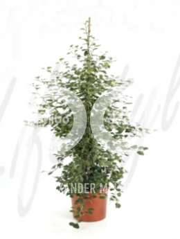 Фикус (Ficus deltoidea)