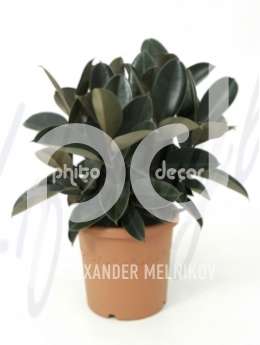 Фикус (Ficus elastica bourgondi)