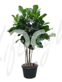 Фикус  (Ficus lyrata Stem multi)