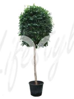 Фикус (Ficus nitida)