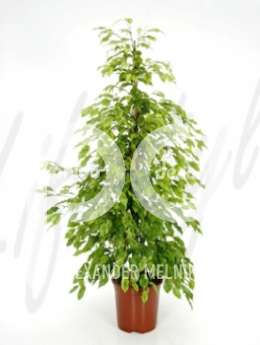 Фикус  (Ficus reginald)