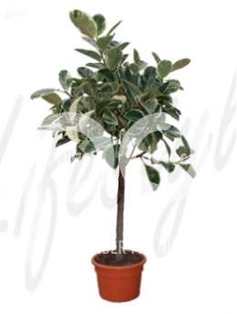Фикус  (Ficus tineke Stam)