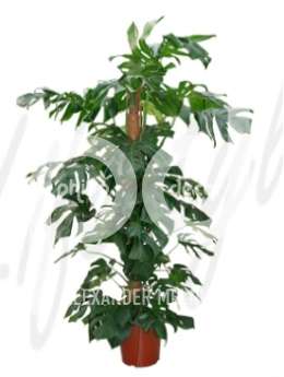 Филодендрон монстера (Philodendron pertusem)