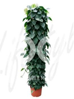 Филодендрон сканденс (Philodendron scandens)