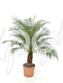 Финиковая пальма (Phoenix roebelinii)