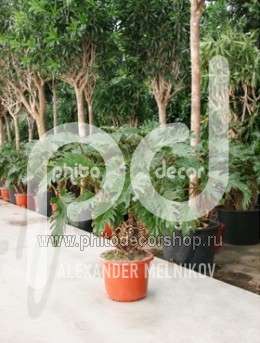 Филодендрон ксанадо (Philodendron xanado)