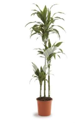 Драцена (Dracaena fr Art)