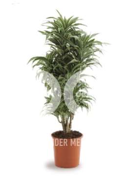 Драцена (Dracaena fr Compacta Variagata vertakt)