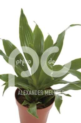 Драцена (Dracaena fr Green Jewel)