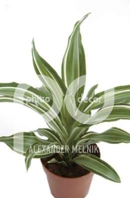 Драцена (Dracaena fr Jade Jewel)