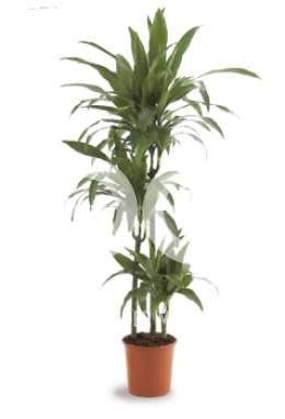 Драцена (Dracaena fr Janet Graig)