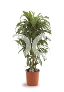 Драцена (Dracaena fr Janet Graig vertakt)