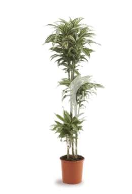 Драцена (Dracaena fr Kanzi)