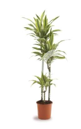 Драцена (Dracaena fr Lemon Lime)