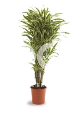 Драцена (Dracaena fr Lemon Lime vertakt)