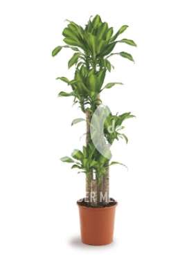 Драцена (Dracaena fr Massangeana)