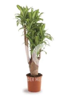 Драцена (Dracaena fr Massangeana vertakt)