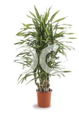 Драцена (Dracaena fr Riki)