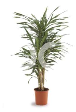 Драцена (Dracaena fr Riki vertakt)