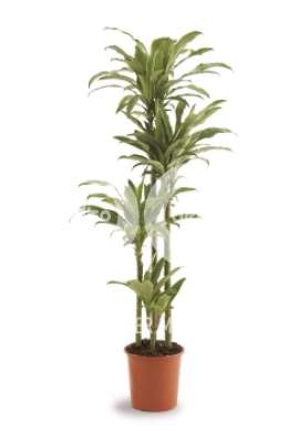 Драцена (Dracaena fr Santa Rosa)