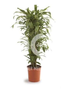 Драцена (Dracaena fr Santa Rosa vertakt)