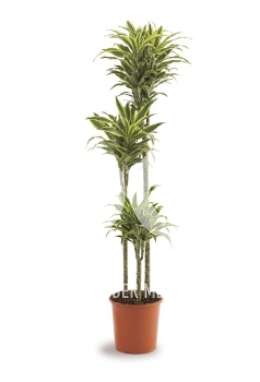 Драцена (Dracaena fr Surprise)