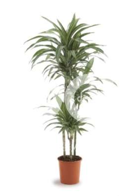 Драцена (Dracaena fr Ulises)