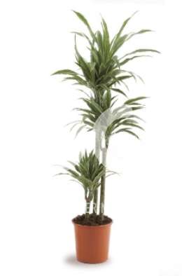 Драцена (Dracaena fr Warneckii)