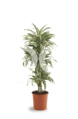 Драцена (Dracaena fr White Jewel)