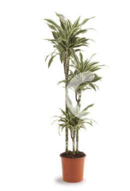 Драцена (Dracaena fr White Stripe)