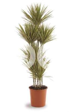 Драцена (Dracaena marg Bicolor)