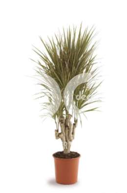 Драцена (Dracaena marg Bicolor vertakt)