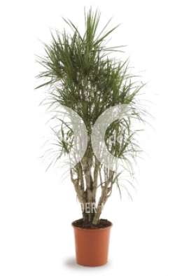 Драцена (Dracaena marginata vertakt)