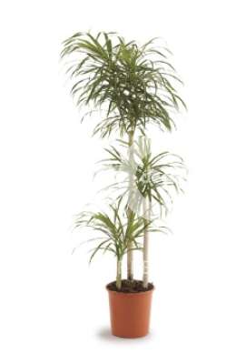 Драцена (Dracaena re Anita)