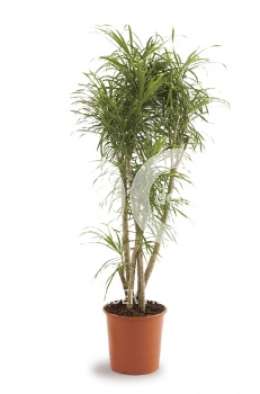 Драцена (Dracaena re Anita vertakt)