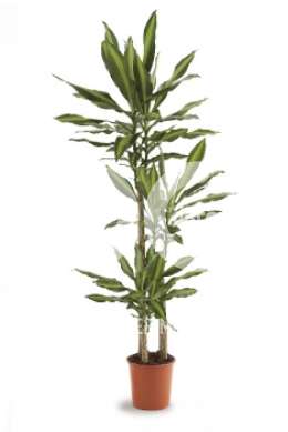 Драцена (Dracaena steud Cintho)