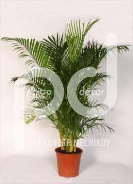 Пальма (Areca Lutescens)