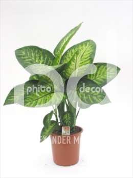 Диффенбахия (Dieffenbachia Tropic Snow stekken per pot)