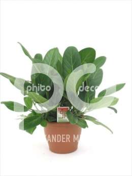Фикус (Ficus benghalensis Audrey clump)