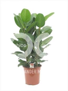 Фикус (Ficus benghalensis Audrey toef planten per pot)