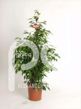 Фикус (Ficus benjamina pyramide)