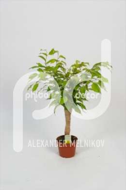 Фикус (Ficus benjamina op jute stam)