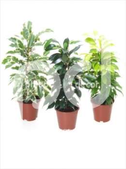 Фикус (Ficus benjamina gemengd pyramide Goldie, Samantha, Danielle)