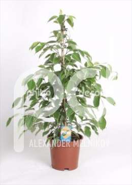 Фикус (Ficus benjamina Golden King)