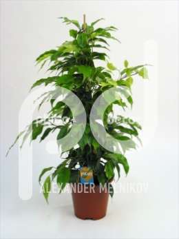 Фикус (Ficus benjamina pyramide met Ficus Forever etiket)