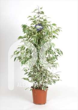 Фикус (Ficus benjamina Starlight)