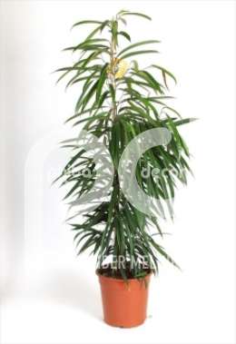 Фикус (Ficus binnendijckii Alii)