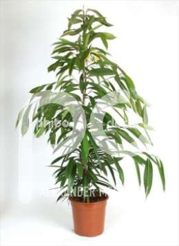 Фикус (Ficus binnendijckii Amstel King)