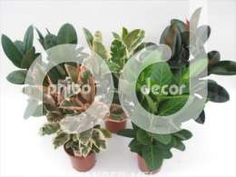 Фикус (Ficus elastica gemengd Robusta, Belize, Abidjan, Audrey, Tin)