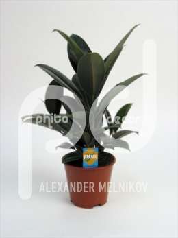 Фикус (Ficus elastica Melany vertakt met Ficus Forever etiket)